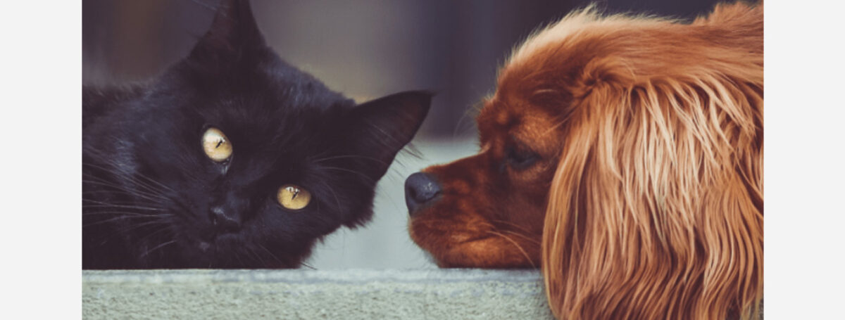 Can pets help with your chronic pain?